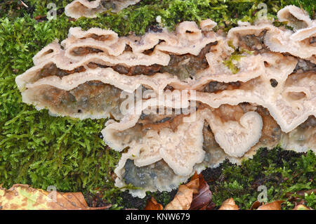 Jelly Rot - Phlebia tremellosa Banque D'Images