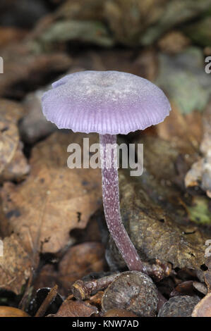 Menteur - Laccaria amethystina améthyste Banque D'Images