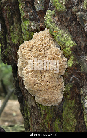 Champignon Chou-fleur ou chou-fleur en bois - Sparassis crispa Banque D'Images