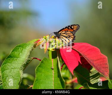 Poinsettia avec grand monarque, Danaus plexippus Banque D'Images