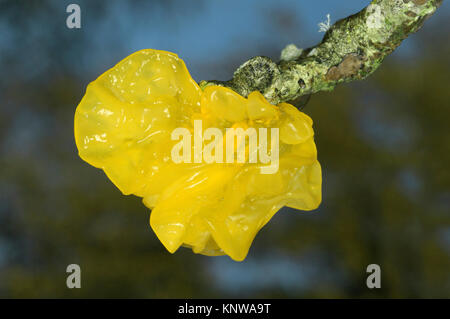 Cerveau - Tremella mesenterica jaune Banque D'Images