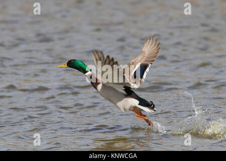 Canard sauvage / mallard (Anas platyrhynchos) homme / drake décoller de l'eau dans le lac Banque D'Images