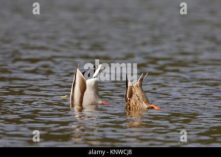 Canard colvert (Anas platyrhynchos) et femelle séminaires sont programmés dans le lac de surface pour nourrir underwater Banque D'Images