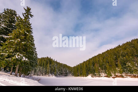 Forêt de sapins en hiver. belle nature paysages de prairie couverte de neige dans les conifères wildwood Banque D'Images