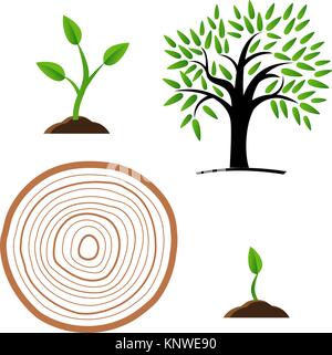 Étapes de l'ensemble de la croissance de l'arbre à partir du germe de la souche, Illustration de Vecteur