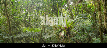 De nombreux broméliacées terrestres poussant dans les forêts tropicales de montagne avec des troncs moussus dans la cordillère du Condor, un site de biodiversité élevée et endemi Banque D'Images