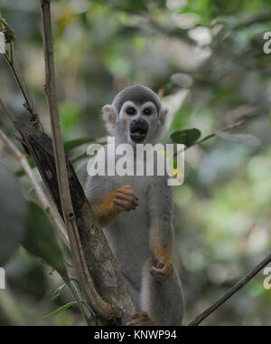 Un singe-écureuil commun ou d'Amérique du Sud singe écureuil (Saimiri sciureus) fourrages pour l'alimentation dans la cime des arbres. Le Parc National yasuní, Amazon, Equateur Banque D'Images