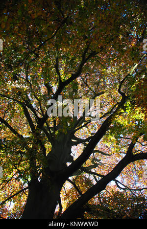 La beauté des arbres, Newstead Abbey, Nottinghamshire Parc Banque D'Images