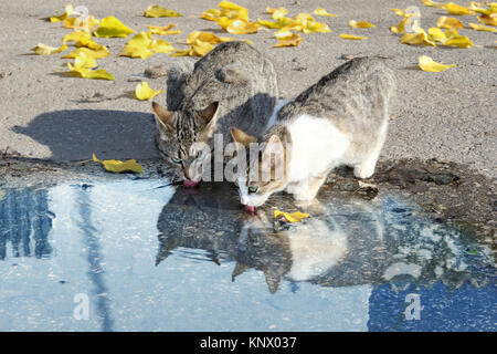 Deux chats à partir d'une flaque d'eau potable Banque D'Images