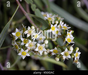 Willow indigène ou Wilga fleurs de. Geijera parviflora appelé aussi Sheepbush et de cornouiller. L'Est de l'Australie des régions intérieures. Banque D'Images