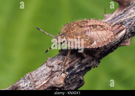 Hairy Shieldbug (nymphe de dernier stade Dolycoris baccarum) sur une tige en bois. bramble Cahir, Tipperary, Irlande. Banque D'Images