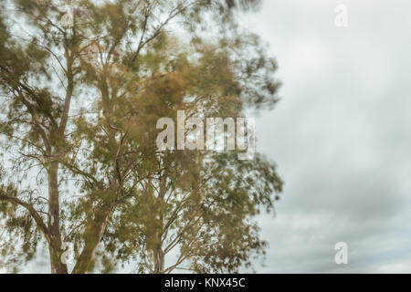 Le vent déplaçant les branches d'un eucalyptus sur un jour de tempête près du réservoir de Proserpine, Badajoz, Estrémadure, Espagne. Banque D'Images
