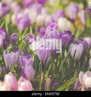 Belle pourpre et blanc de printemps crocus fleurissent dans un champ Banque D'Images