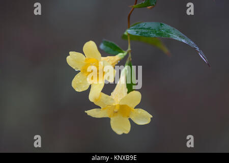 Jessamine, jaune (Gelsemium sempervirens) fleur de l'état de Caroline du Sud, qui fleurit dans Congaree National Park. Banque D'Images