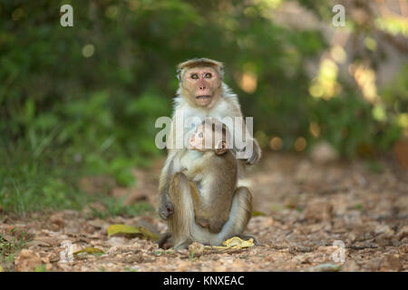 Toque Macaque (Macaca sinica) Banque D'Images