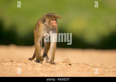 Toque Macaque (Macaca sinica) Banque D'Images