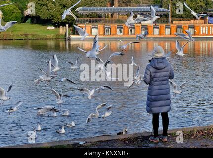 Jeune femme sur l'alimentation des Goélands à Molesey Riverside West London England UK Banque D'Images