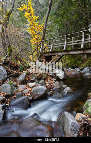 GARZAS CREEK DANS LE CANYON DU Héron au cours de l'automne- CARMEL VALLEY, Californie Banque D'Images