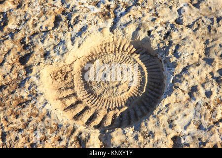 Libre d'une ammonite fossilisée de l'ère Jurrasic à El Torcal de Antequera, réserve naturelle située au sud de la ville d'Antequera, Espagne Banque D'Images