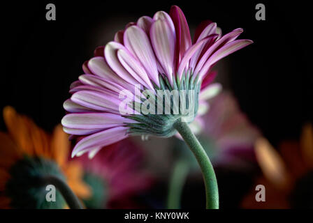 Gerbera daisy still life Banque D'Images