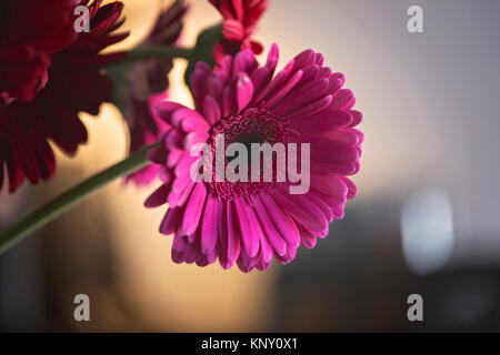 Gerbera daisy still life Banque D'Images