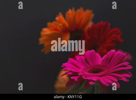 Gerbera daisy still life Banque D'Images