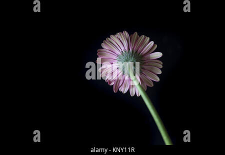 Gerbera daisy still life Banque D'Images