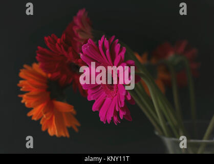 Gerbera daisy still life Banque D'Images