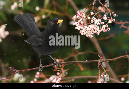 Une scène d'hiver d'un homme magnifique Blackbird (Turdus merula) perché sur une branche d'un arbre sorbier dans une tempête de neige. Il a été l'alimentation sur les berr Banque D'Images