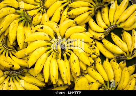 Grappes de bananes Banque D'Images