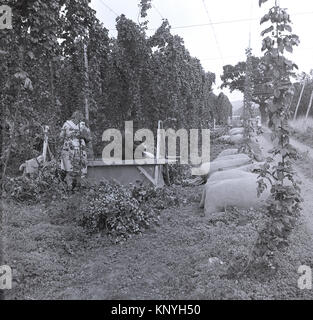 Années 1950, historiques, deux travailleuses sur une cueillette hop farm le houblon, Kent, Angleterre, Royaume-Uni. Banque D'Images