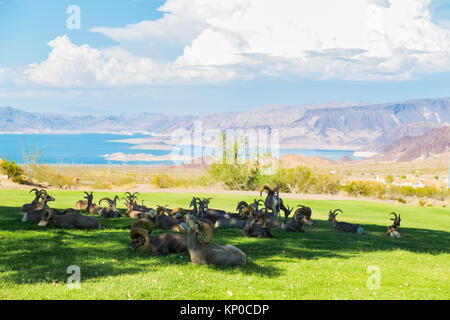 Boulder City's best vue panoramique de Big Horn moutons et le lac Mead. Banque D'Images