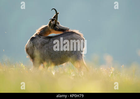 Chamois (Rupicapra rupicapra), adulte, debout au milieu de l'herbe d'une prairie alpine, le toilettage le dos, belle lumière, la faune, l'Europe. Banque D'Images