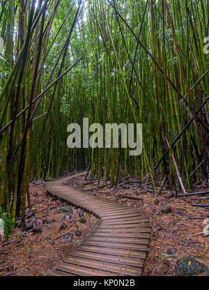 Le sentier serpente Pipiwai si la forêt de bambous Banque D'Images