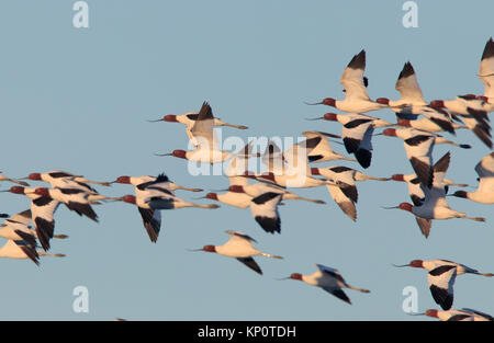 Red-necked, avocettes Recurvirostra novaehollandiae en vol tôt le matin avec fond de ciel bleu Banque D'Images