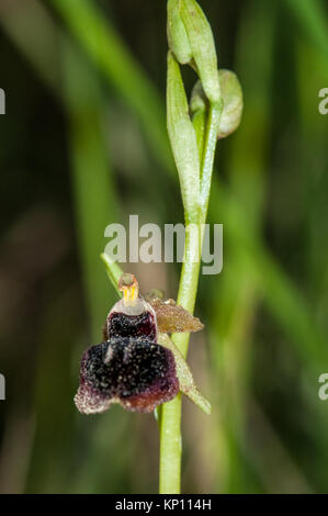 Vue rapprochée de l'orchidée araignée, Ophrys sphegodes, dans la nature Banque D'Images