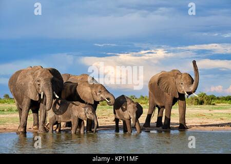 Groupe d'éléphants d'Afrique (Loxodonta africana) de l'alcool à un watehole. Le parc national de Hwange, Zimbabwe.