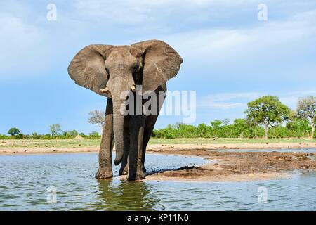 L'éléphant africain (Loxodonta africana) de l'alcool à un watehole. Le parc national de Hwange, Zimbabwe.