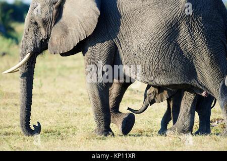 L'éléphant d'Afrique Mère et jeune veau (Loxodonta africana), Duba Plains, Okavango Delta, Botswana, Afrique du Sud.