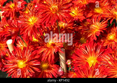 Les chrysanthèmes Rouges en pleine floraison à l'Assemblée Chrysanthème Show, jardin en terrasses, Chandigarh, Inde. Banque D'Images