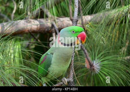 Close up of Alexandrine perruche ou perroquet Alexandrin. Banque D'Images