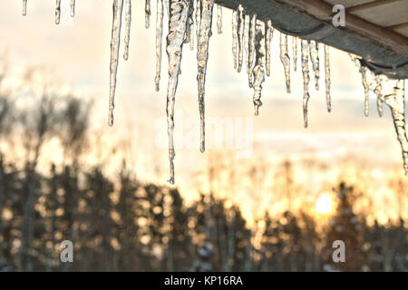 Glaçons pendant de mousseux le toit d'une véranda en bois sur fond de coucher de soleil une forêt de feuillus conifères. Banque D'Images