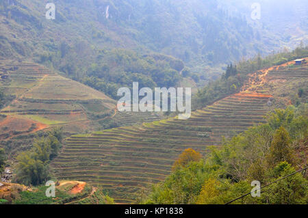 Champ de riz dans le nord du Vietnam au printemps Banque D'Images