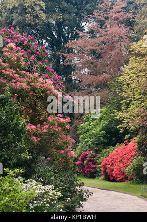 Jardin de Trelissick, Feock, Truro, Cornwall, UK. La floraison des azalées et Rhodendrons en Avril Banque D'Images