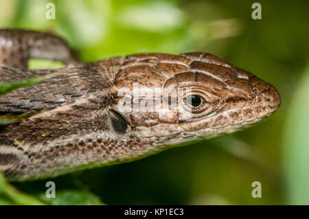 Lézard sur une feuille, Psammodromus jeanneae Banque D'Images