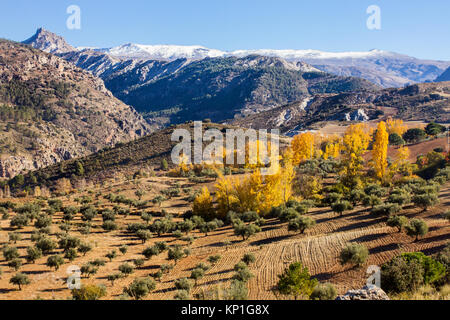 Sierra Nevada vue paysage, au sommet d'une montagne couverte de neige précoce et vue sur une plantation d''oliviers Banque D'Images