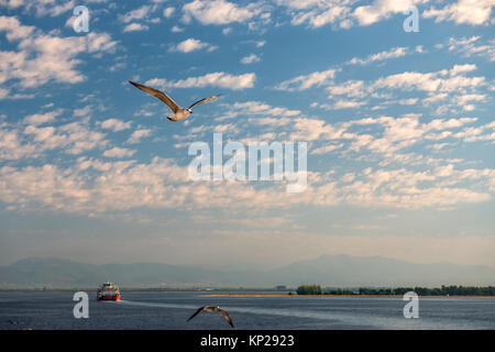 Sea Gull bird flying Vue de dessous, le ciel bleu clair Banque D'Images