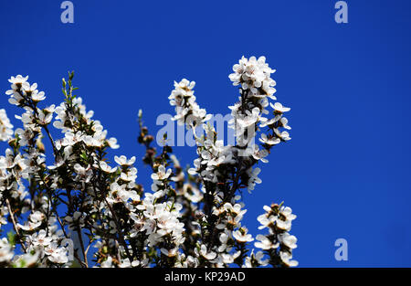 Les fleurs de l'arbre de Manuka en Nouvelle-Zélande. Banque D'Images