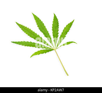 Feuille de cannabis, de marijuana isolated over white background Banque D'Images