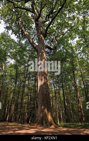 Auvergne Rhone Alpes Departement Forêt de Troncais. Chêne remarquable nommé Chene carré. Chêne dont la